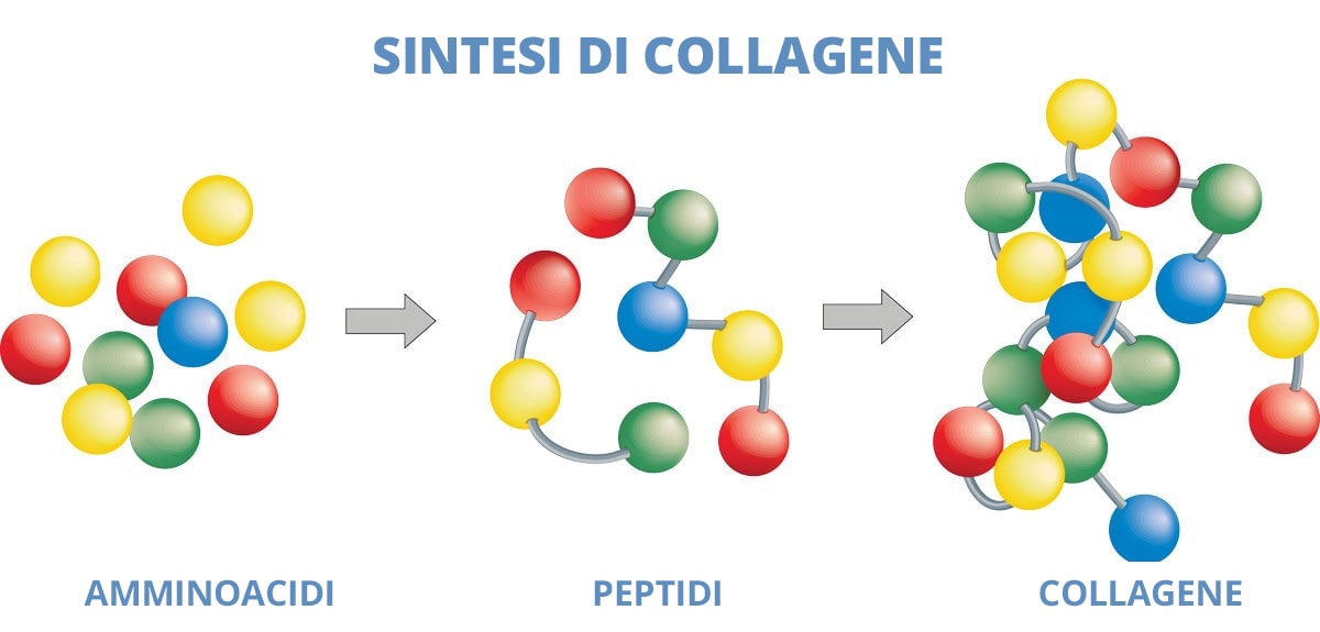 Sintesi e peptidi di collagene
